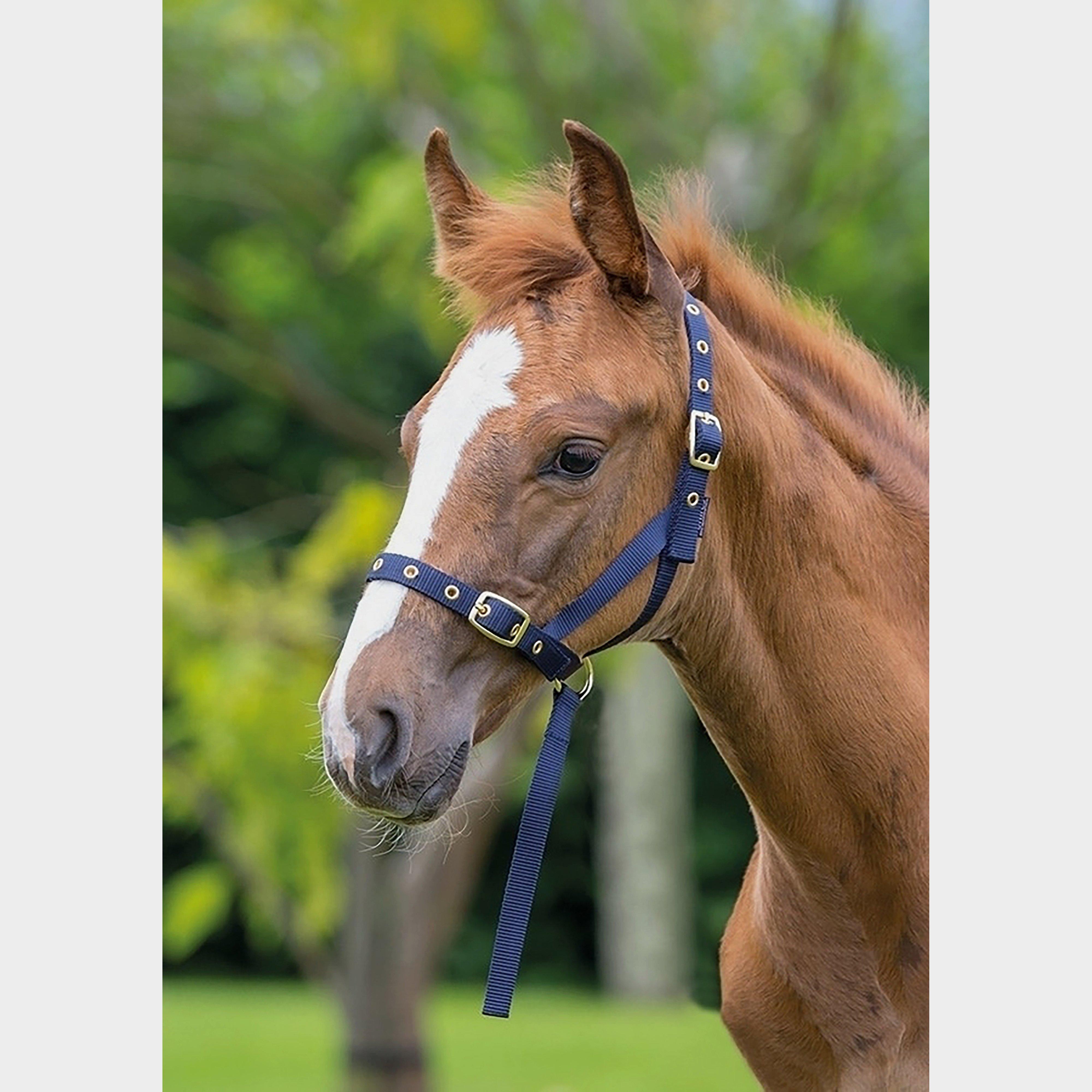 Image of Shires Nylon Foal Slip Navy, Navy