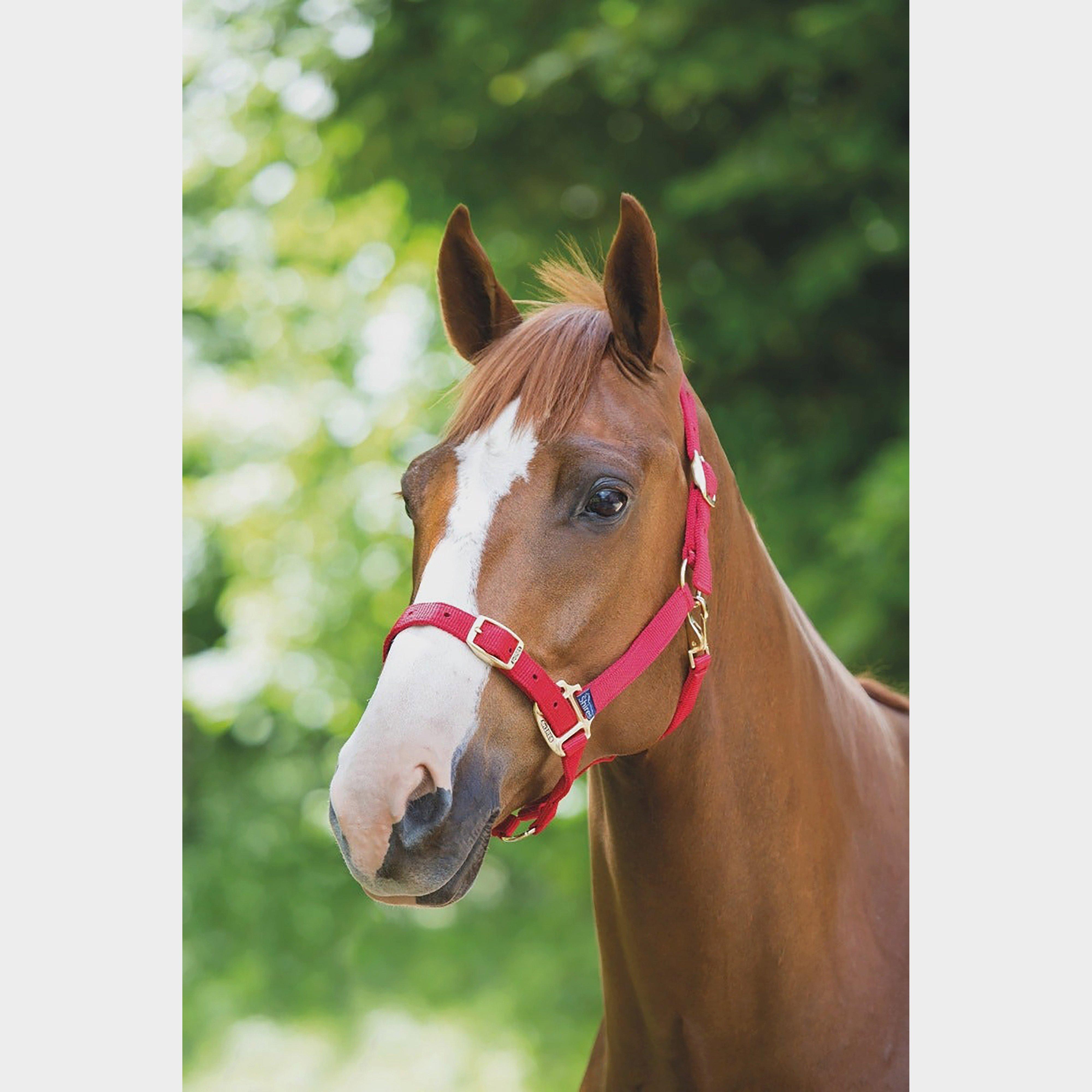 Image of Shires Nylon Headcollar Red, Red