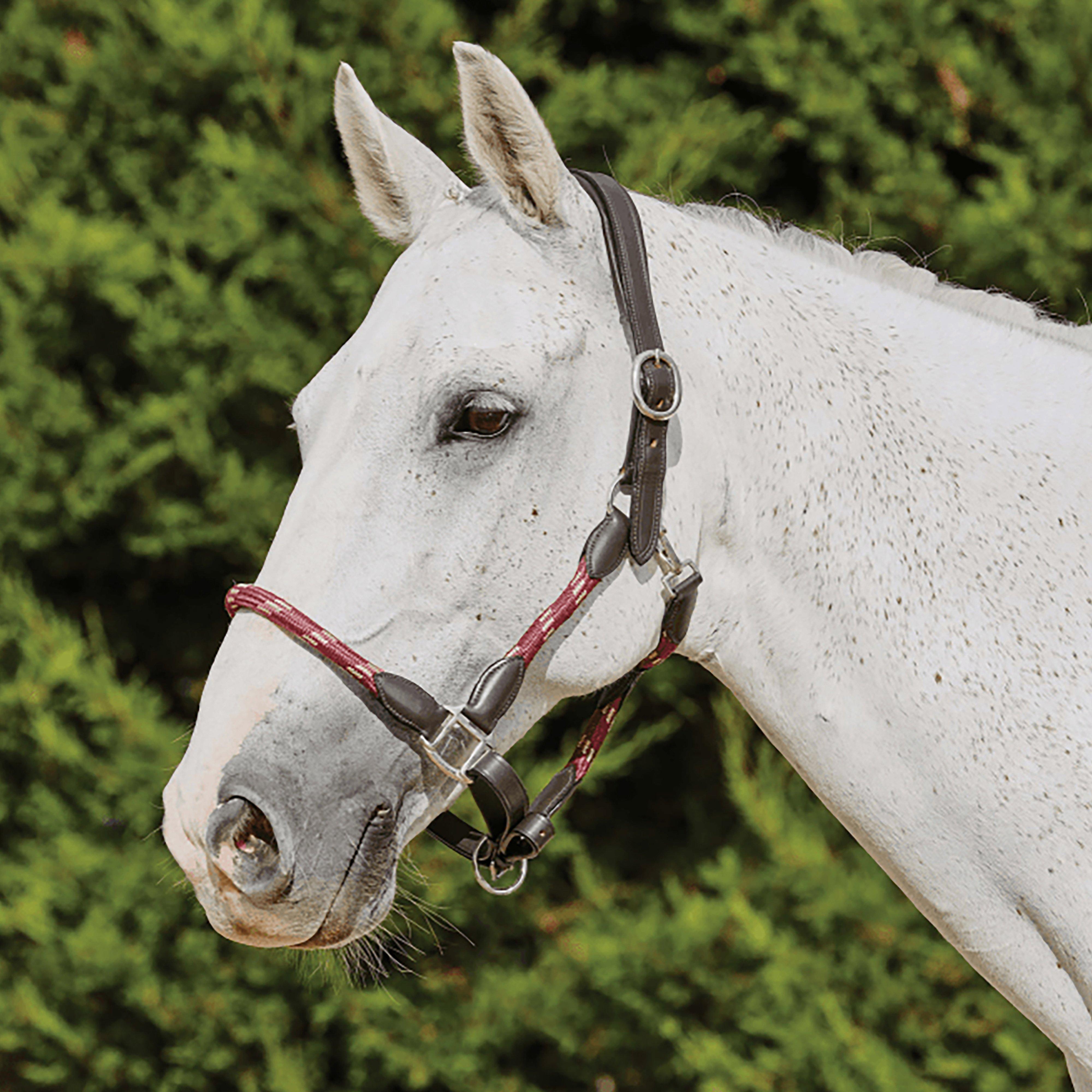 Image of Kincade Leather Headcollar, Purple