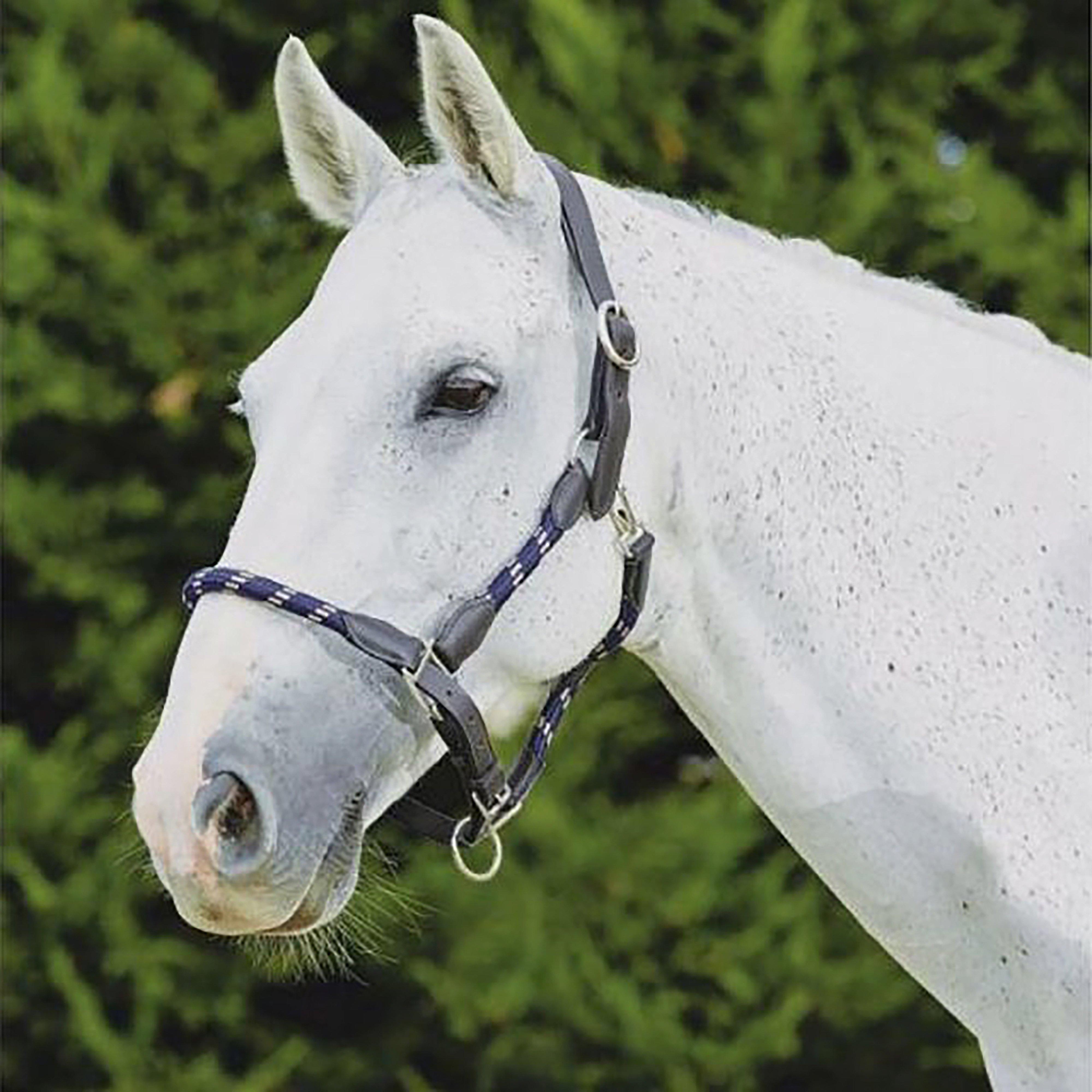 Image of Kincade Leather Headcollar, Navy