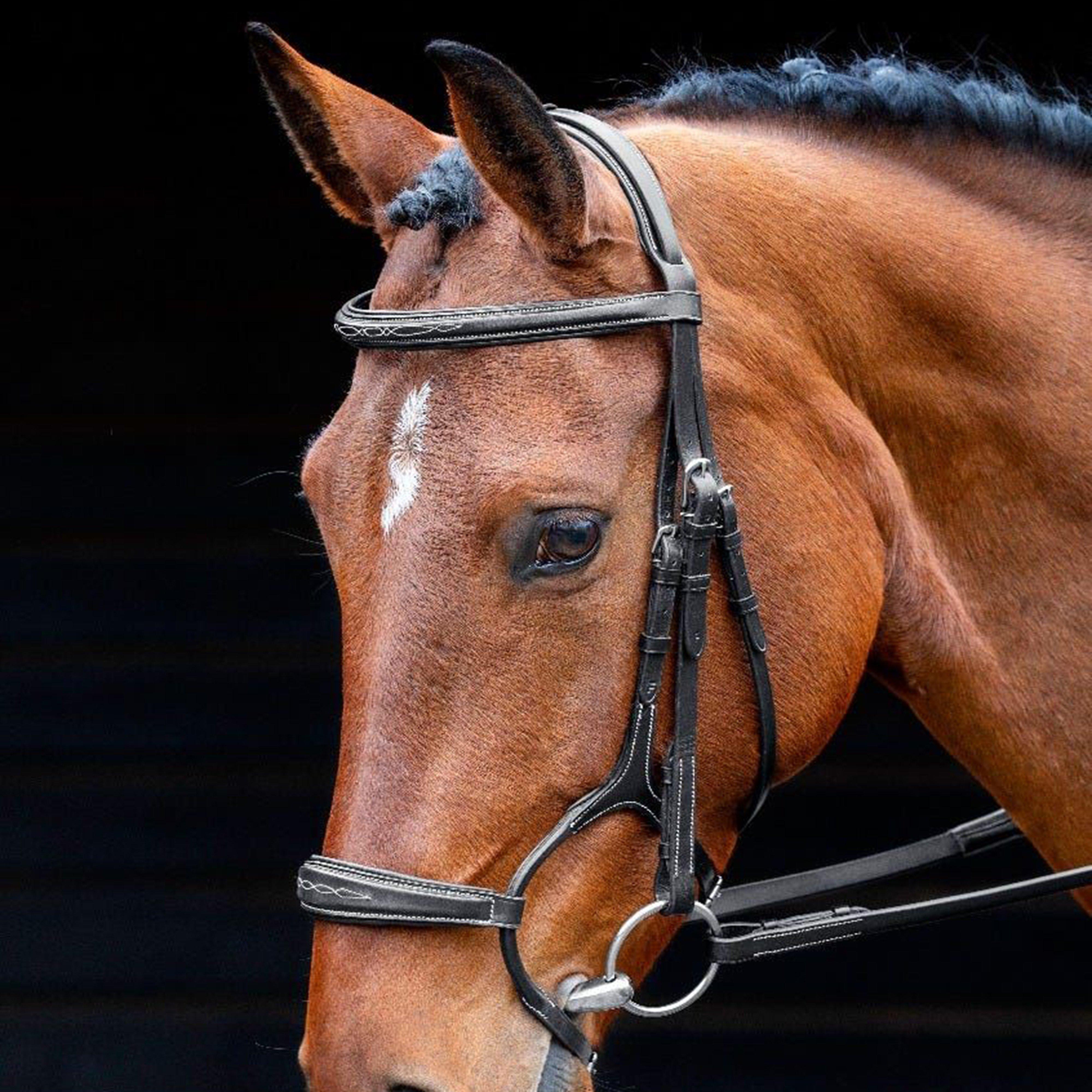 Image of SALISBURY Salisbury Brampton Bridle, Black