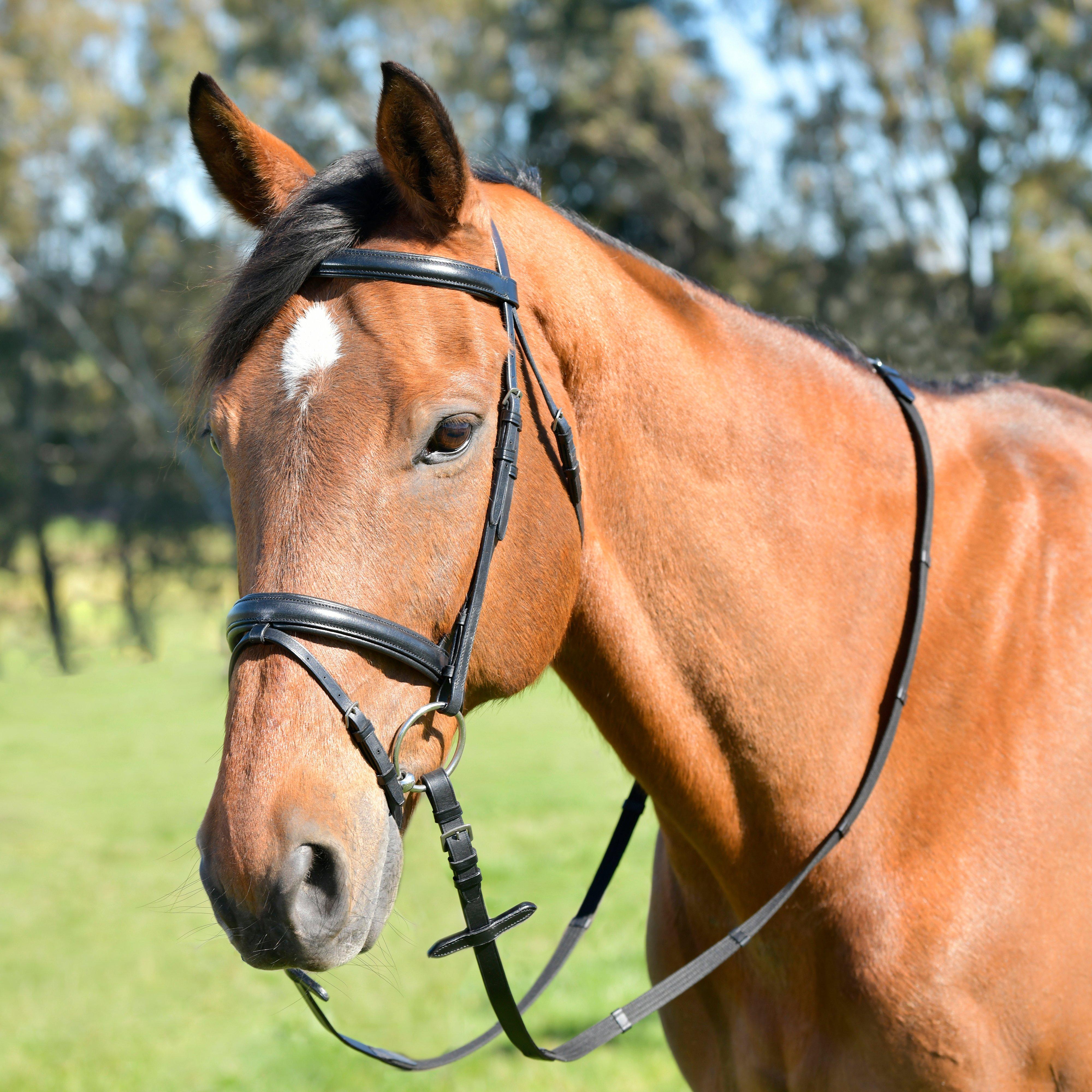 Image of Kincade Classic Plain Raised Flash Bridle, Black