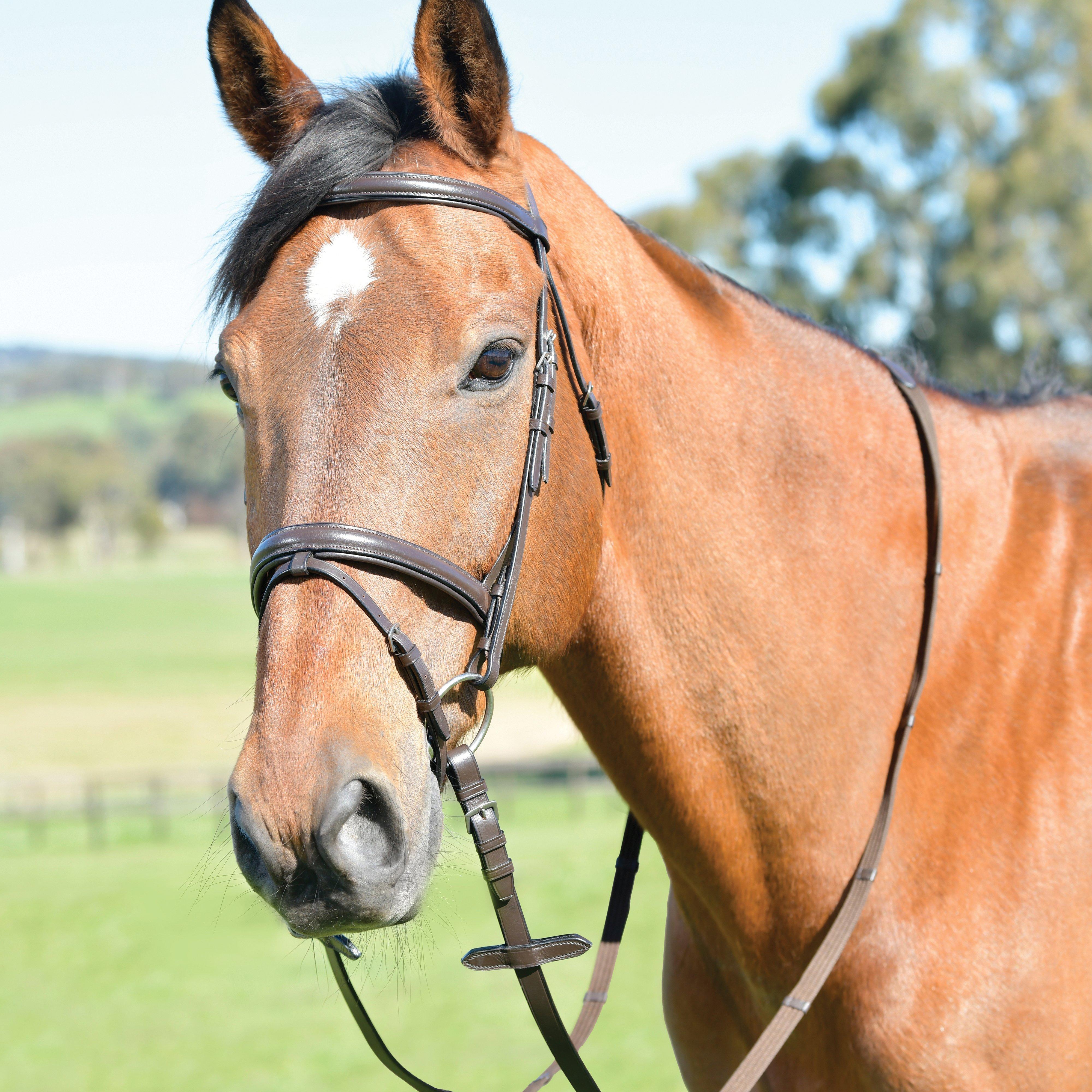 Image of Kincade Classic Plain Raised Flash Bridle, Brown