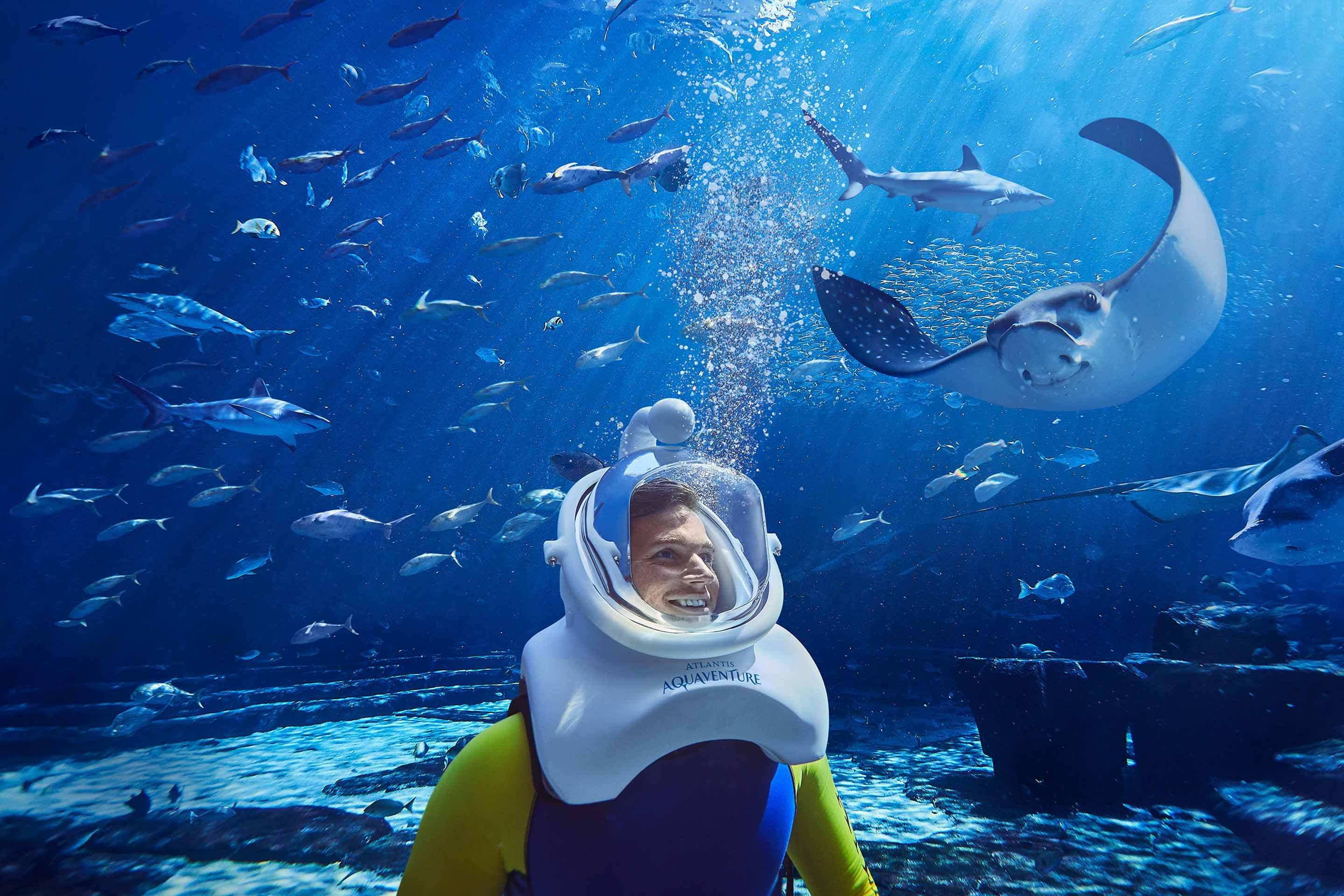 Scuba Diving & Snorkeling @ Aquaventure World, Dubai | Best Scuba 