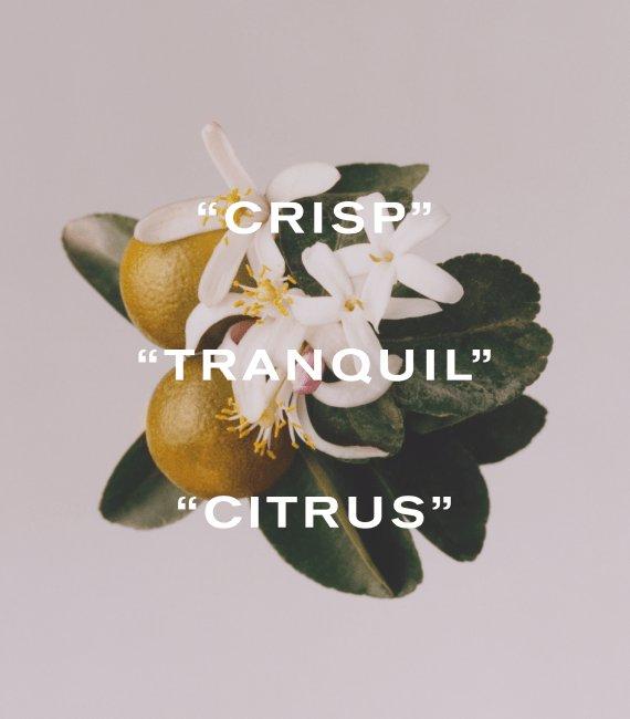 Liberty Maze, Crisp, Traquil, Citrus