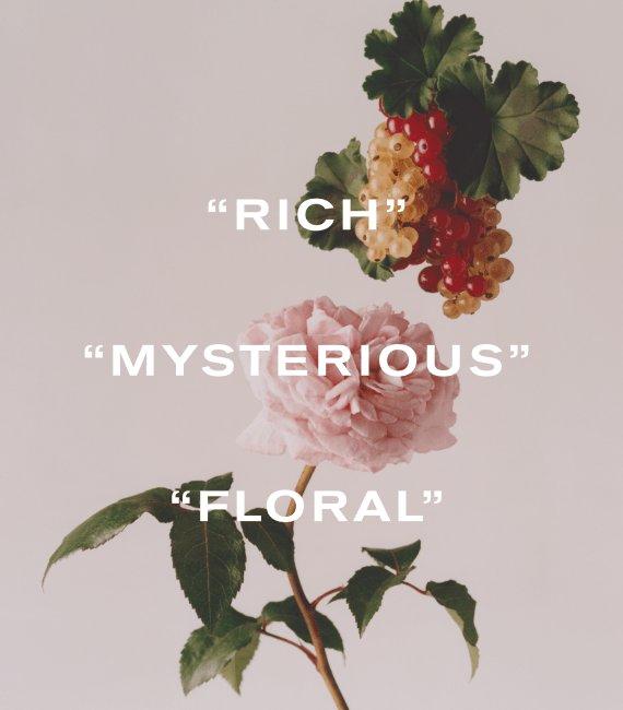 Wild Rosinda, Rich, Mysterious and Floral