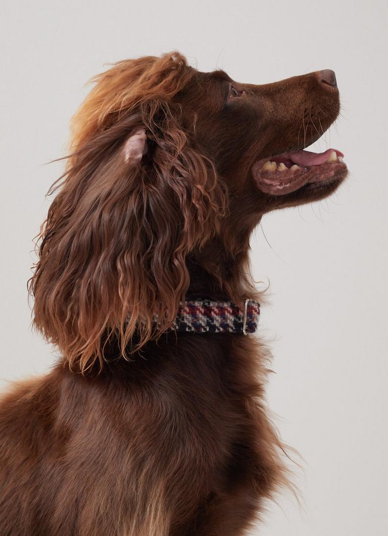 Darcy Houndstooth Check Wool Blend Dog Collar