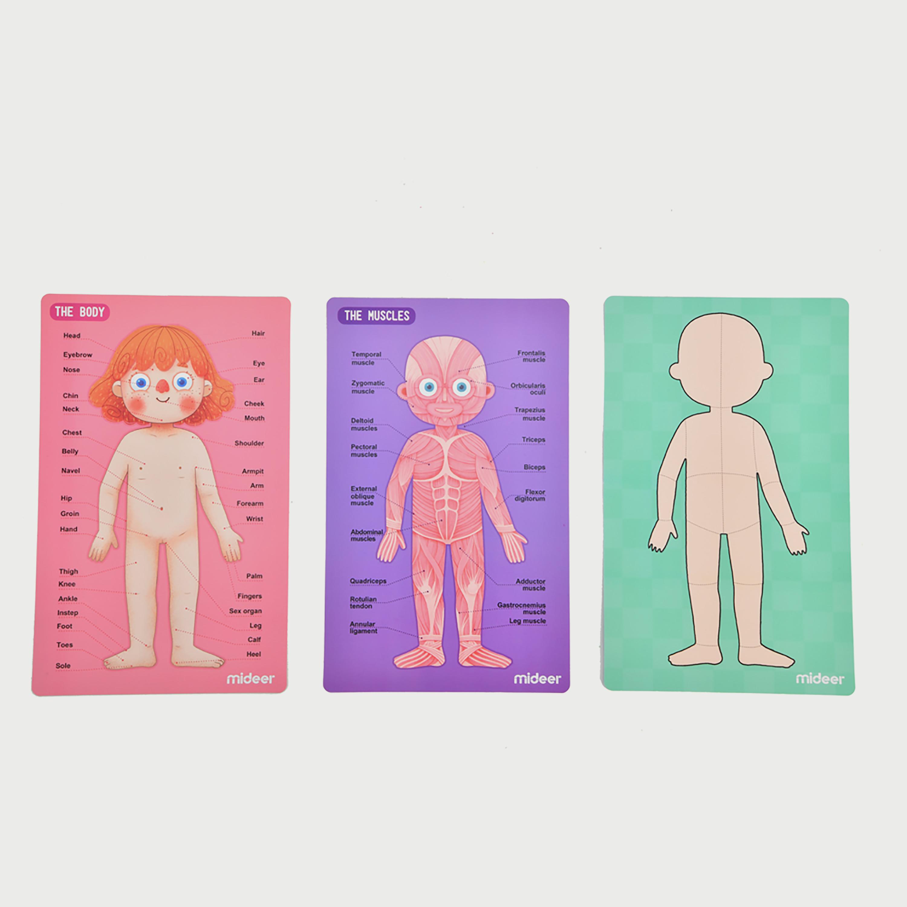 Mideer Body Magnetic puzzle-school-artsandcrafts-image-11