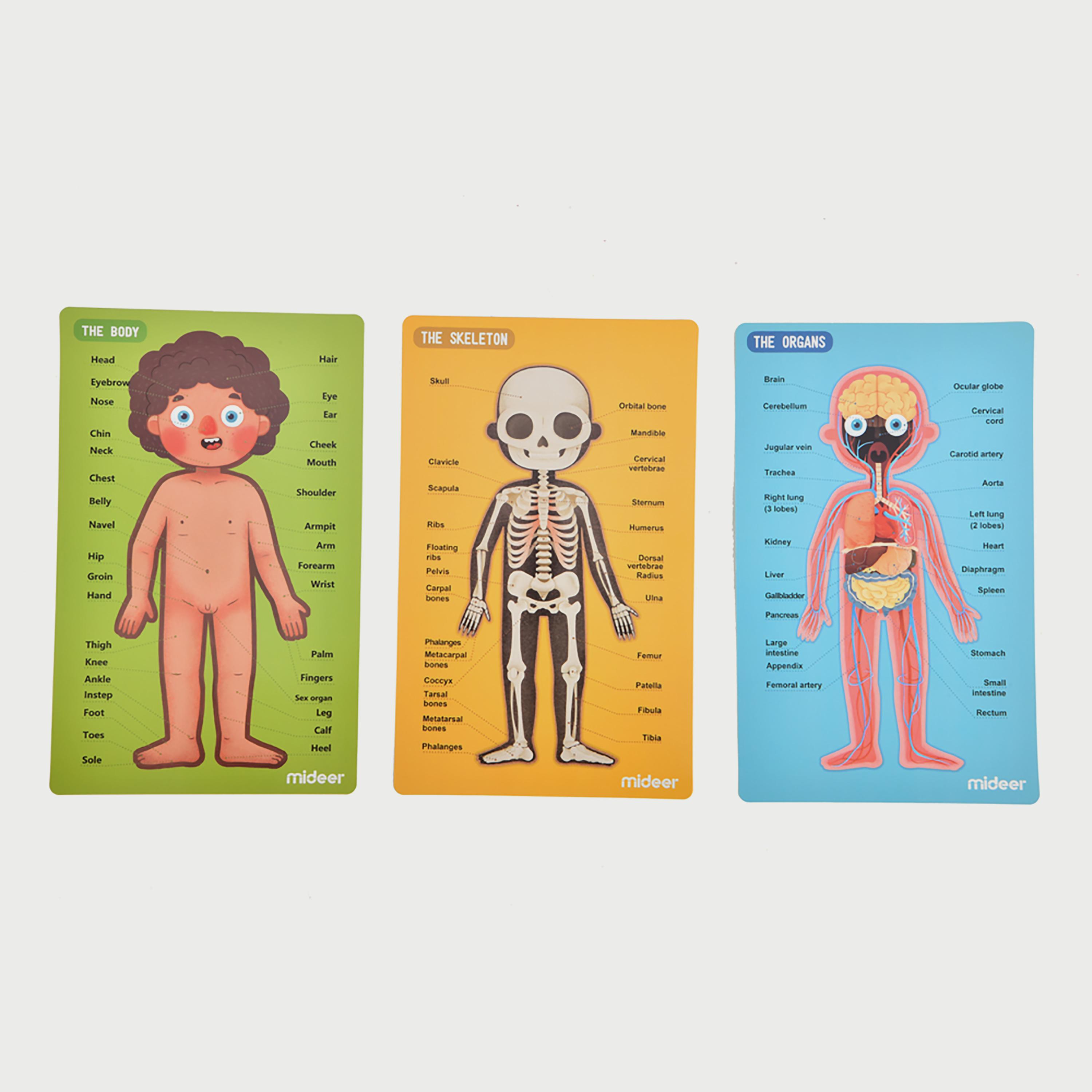 Mideer Body Magnetic puzzle-school-artsandcrafts-image-13