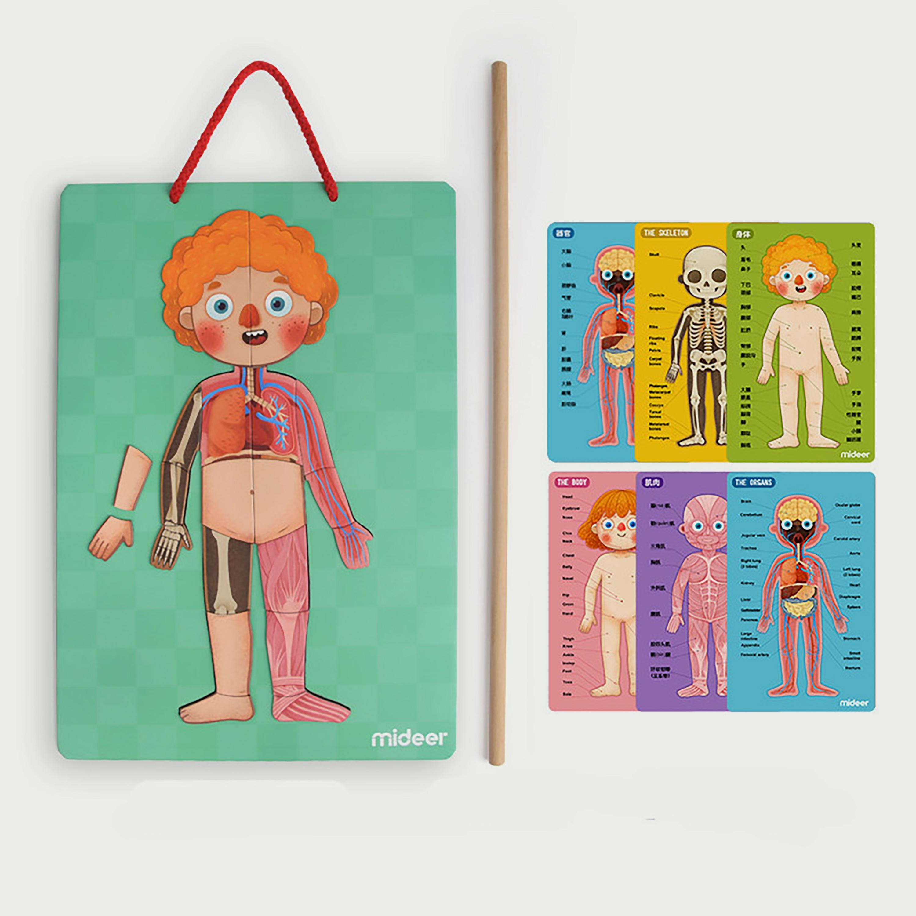 Mideer Body Magnetic puzzle-school-artsandcrafts-image-2