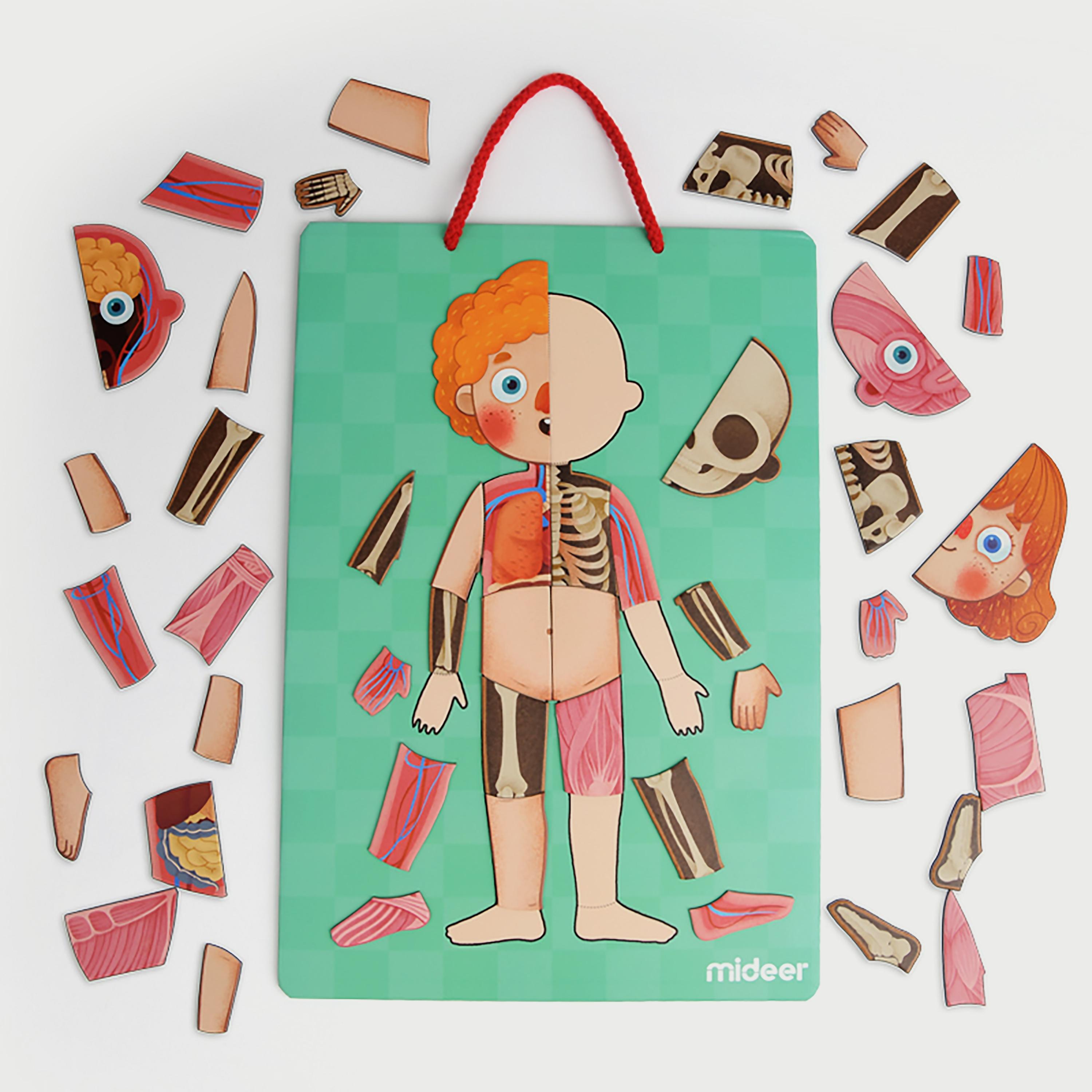 Mideer Body Magnetic puzzle-school-artsandcrafts-image-4