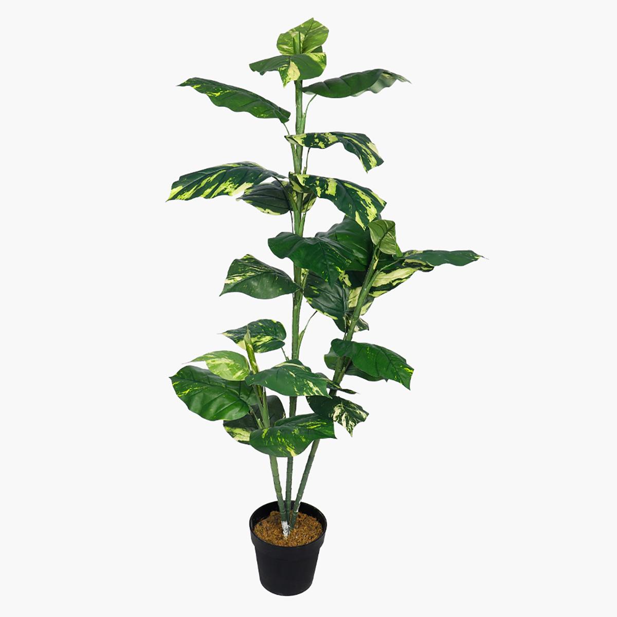 Dieffenbachia Tree with Pot - 140 cm