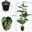 Dieffenbachia Tree with Pot - 140 cm
-InfluencerCodes_Ramadan26_All_20012026-image-2