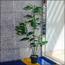 Dieffenbachia Tree with Pot - 140 cm
-InfluencerCodes_Ramadan26_All_20012026-image-3