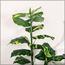 Dieffenbachia Tree with Pot - 140 cm
-InfluencerCodes_Ramadan26_All_20012026-image-4