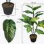 Artificial Dieffenbachia Plant with Pot - 85 cm-InfluencerCodes_Ramadan26_All_20012026-image-2