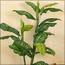 Artificial Dieffenbachia Plant with Pot - 85 cm-InfluencerCodes_Ramadan26_All_20012026-image-4