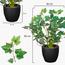 Artificial 2-Piece Ivy Leaf Small Plant in Pot Set - 30 cm-InfluencerCodes_Ramadan26_All_20012026-image-2