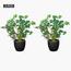 Artificial 2-Piece Ivy Leaf Small Plant in Pot Set - 30 cm-InfluencerCodes_Ramadan26_All_20012026-image-3