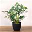 Artificial 2-Piece Ivy Leaf Small Plant in Pot Set - 30 cm-InfluencerCodes_Ramadan26_All_20012026-image-4
