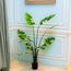 شجرة موز - 150 سم-InfluencerCodes_Ramadan26_All_20012026-image-4