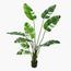 شجرة موز - 150 سم-InfluencerCodes_Ramadan26_All_20012026-image-3