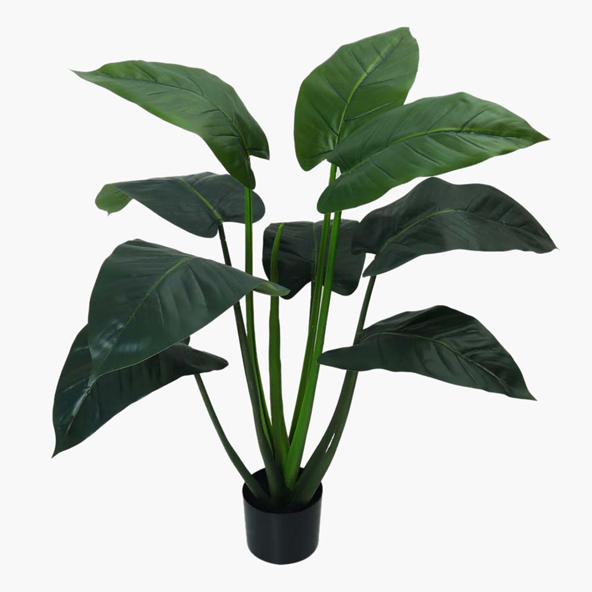 Taro Plant in Pot - 116 cm