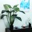 Taro Plant in Pot - 116 cm-InfluencerCodes_Ramadan26_All_20012026-image-3