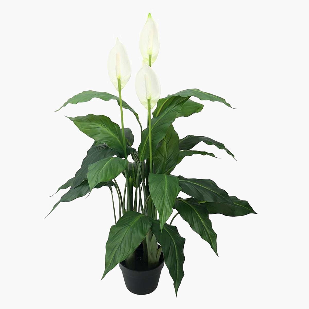 Lily Plant in Pot - 100 cm