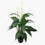 Lily Plant in Pot -  100 cm-InfluencerCodes_Ramadan26_All_20012026-image-1
