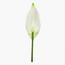 Lily Plant in Pot -  100 cm-InfluencerCodes_Ramadan26_All_20012026-image-2