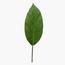 Lily Plant in Pot -  100 cm-InfluencerCodes_Ramadan26_All_20012026-image-3
