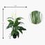 Lily Plant in Pot -  100 cm-InfluencerCodes_Ramadan26_All_20012026-image-4