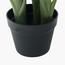 Lily Plant in Pot -  100 cm-InfluencerCodes_Ramadan26_All_20012026-image-5