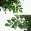 نبتة فيكس اصطناعية - 220 سم-InfluencerCodes_Ramadan26_All_20012026-image-3