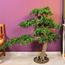 شجرة بونساي صناعية - 130 سم-household-gardenandoutdoor-artificialplants-bonsai-image-5