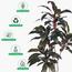 Artificial Cordyline Fruticosa Plant - 170 cm-InfluencerCodes_Ramadan26_All_20012026-image-2