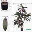 Artificial Cordyline Fruticosa Plant - 170 cm-InfluencerCodes_Ramadan26_All_20012026-image-4