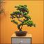 شجرة بونساي صناعية في إناء زرع - 65 سم-household-gardenandoutdoor-artificialplants-bonsai-image-6