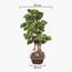 شجرة بونساي صناعية في إناء زرع - 65 سم-household-gardenandoutdoor-artificialplants-bonsai-image-4