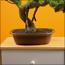 شجرة بونساي صناعية في إناء زرع - 65 سم-household-gardenandoutdoor-artificialplants-bonsai-image-2
