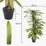 Artificial Dracaena Deremensis Lemon Lime Plant -  130 cm-InfluencerCodes_Ramadan26_All_20012026-image-4