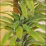 Artificial Dracaena Deremensis Lemon Lime Plant -  130 cm-InfluencerCodes_Ramadan26_All_20012026-image-6