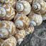 زينة حائط بشُرّابات صدف - ذا 8 سينسيز ليفينج-InfluencerCodes_Ramadan26_All_20012026-image-3