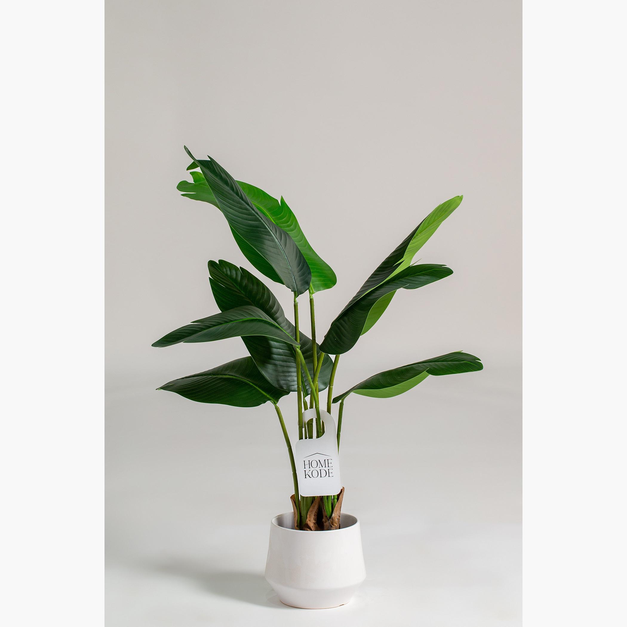 Strelitzia Nicolai Plant - 120 cm