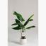 Strelitzia Nicolai Plant - 120 cm-InfluencerCodes_Ramadan26_All_20012026-image-1