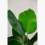 Strelitzia Nicolai Plant - 120 cm-InfluencerCodes_Ramadan26_All_20012026-image-2