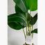 Strelitzia Nicolai Plant - 120 cm-InfluencerCodes_Ramadan26_All_20012026-image-3