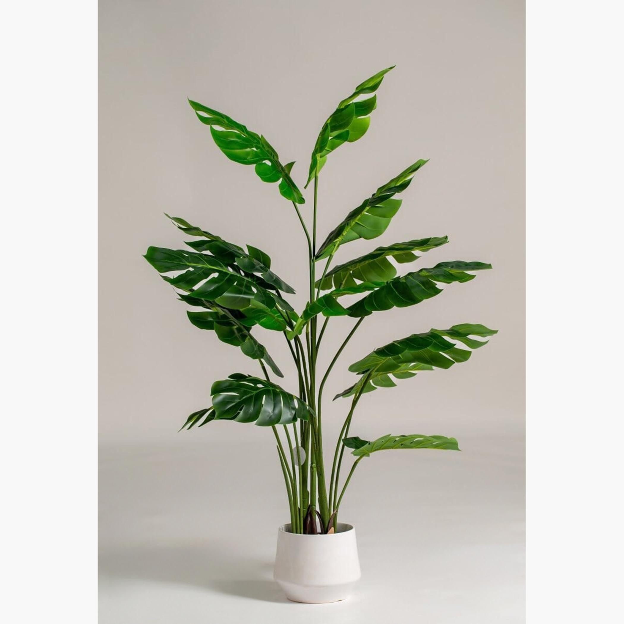 Monstera Tree - 145 cm