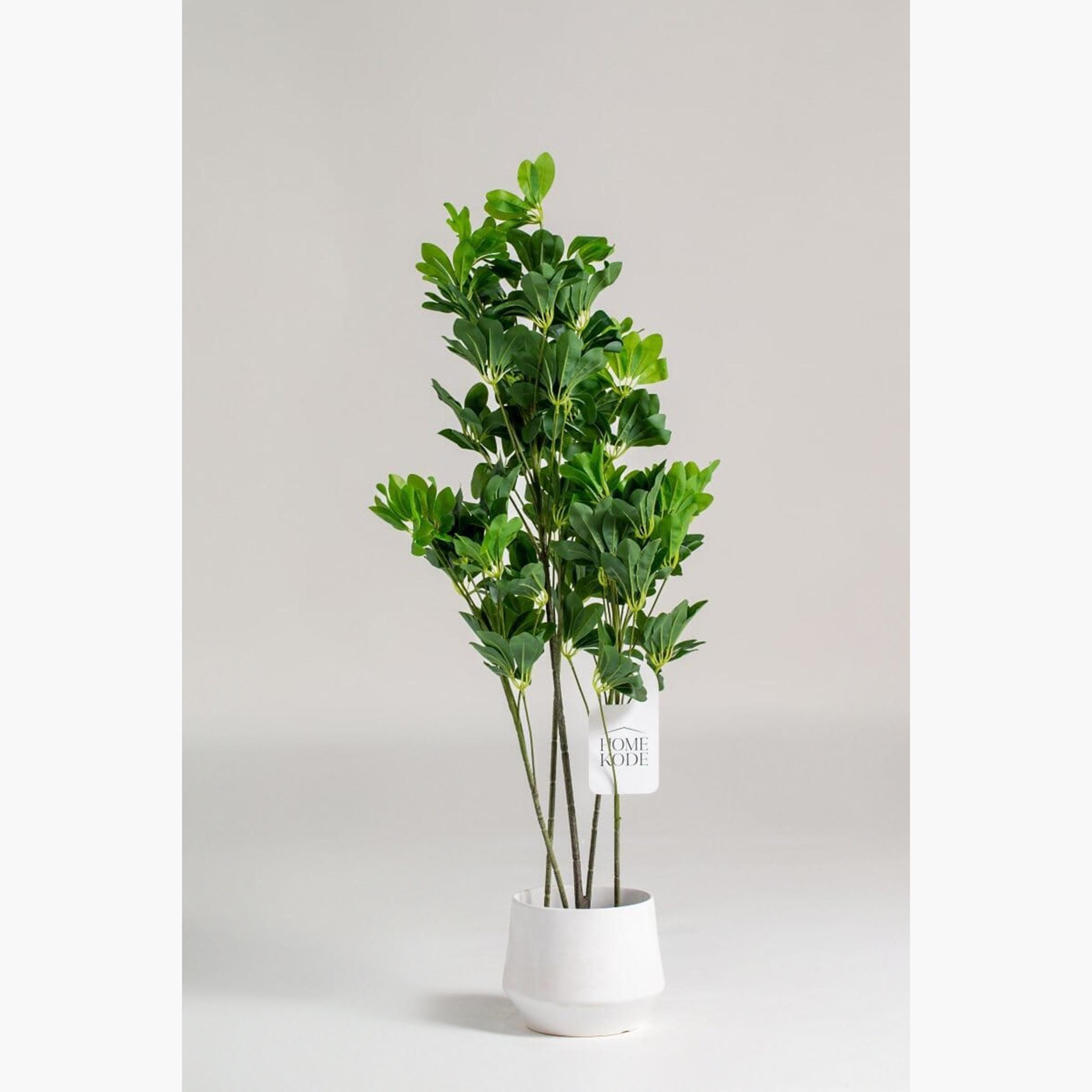 Schefflera Tree - 155 cm